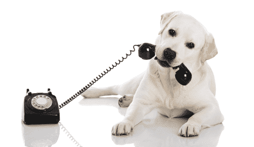 Dieta BARF - SnoutsBARF