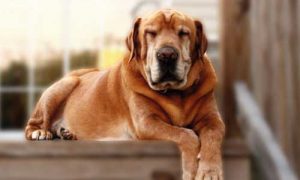 Perro Mayor Como iniciar Dieta BARF