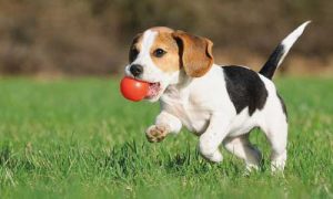 Cachorro Como iniciar Dieta BARF