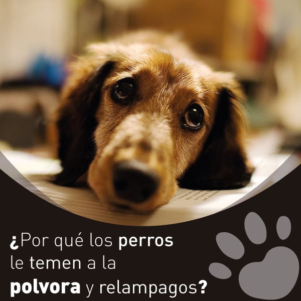perros polvora relampagos