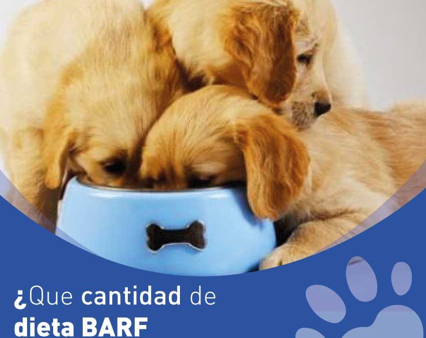 ¿Que cantidad de dieta BARF debo de dar a mi perro?