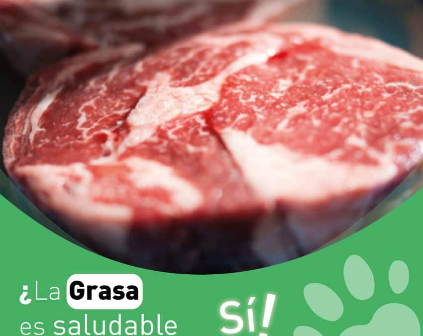 ¿Por qué la grasa es tan importante para los perros? – Dieta BARF