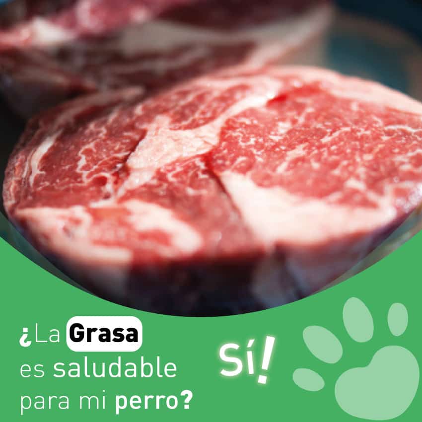 La-grasa-saludable-para-mi-perro