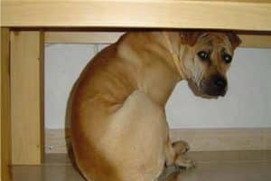 perro polvora asustado
