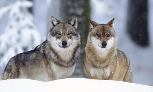 Lobos---ayuno-en-los-perros