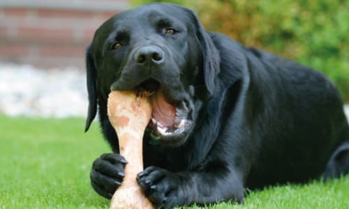 Perro-Comiendo-Hueso---ayuno-en-los-perros