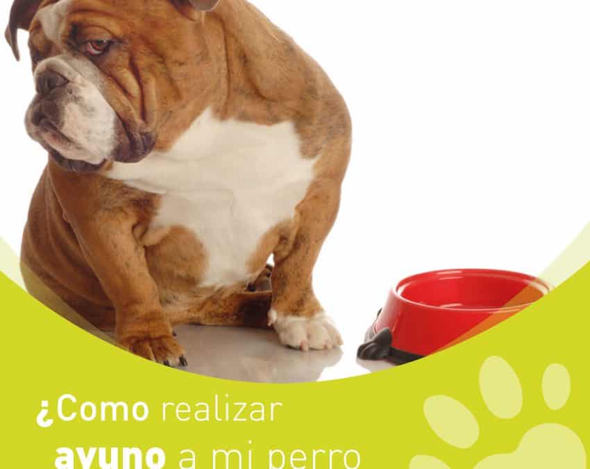 ¿Como realizar ayuno en los perros y por qué?