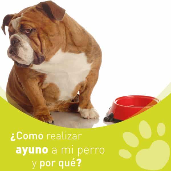 como-realizar-ayuno-a-mi-perro-y-porque - ayuno en los perros