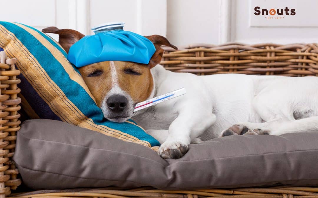 ¿Pueden nuestras mascotas contraer coronavirus? Esto es lo que necesitas saber.