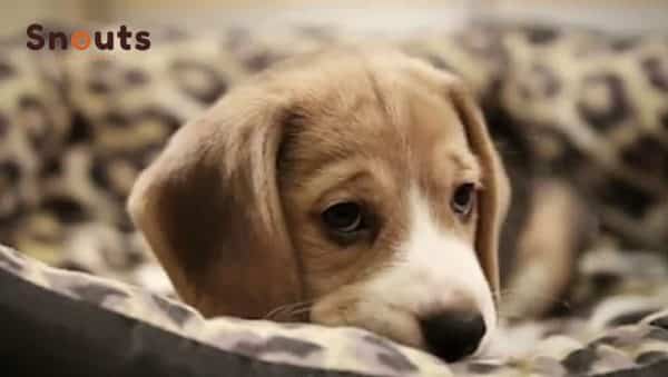 mi perro se esconde