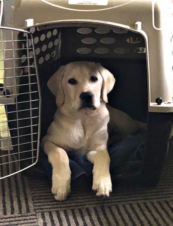 perro de servicio medico