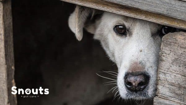 ¿Por qué mi perro se esconde debajo de la cama?