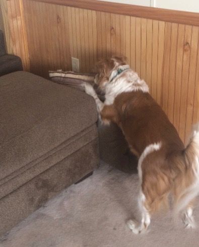 ejercicios en casa para perros