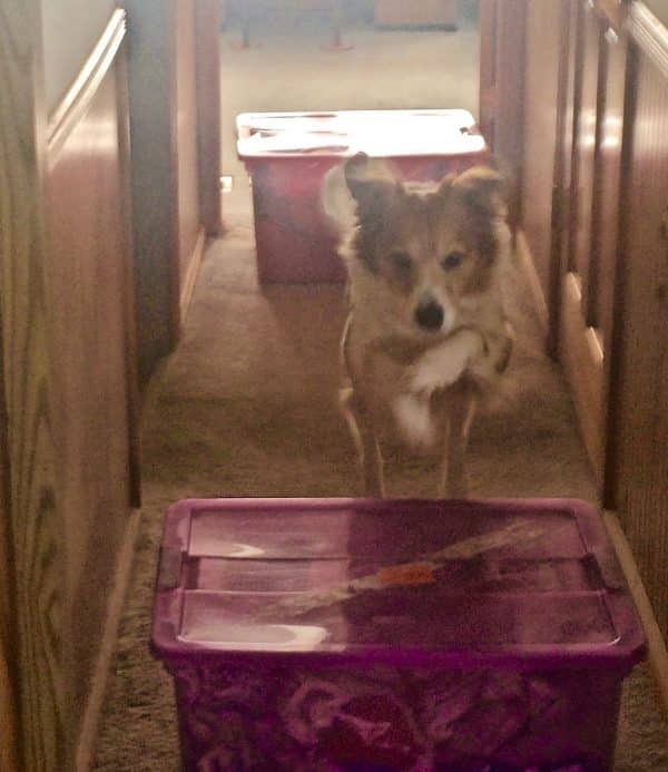 Ejercicios para perros