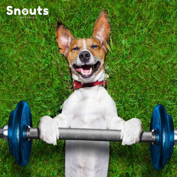 ejercicio para perros