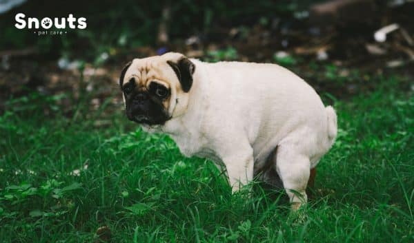 gastroenteritis en perros
