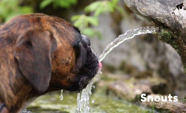 Gastroenteritis en perros