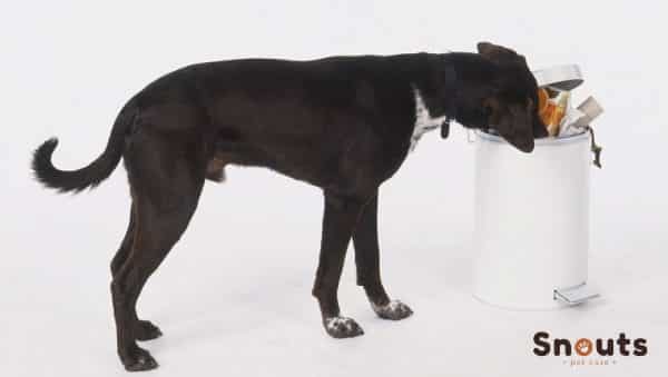 gastroenteritis en perros causas