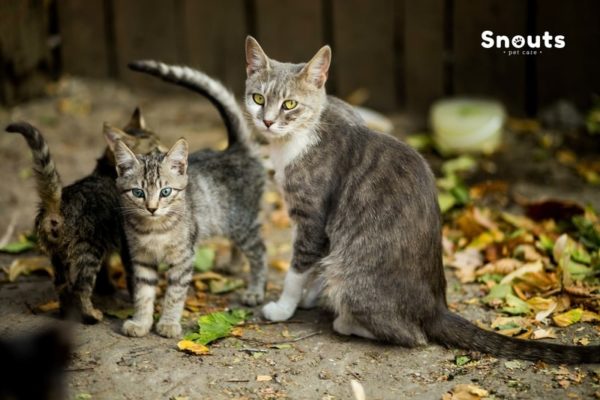 Barf en gatos