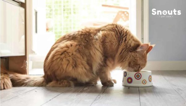 Dieta barf en gatos