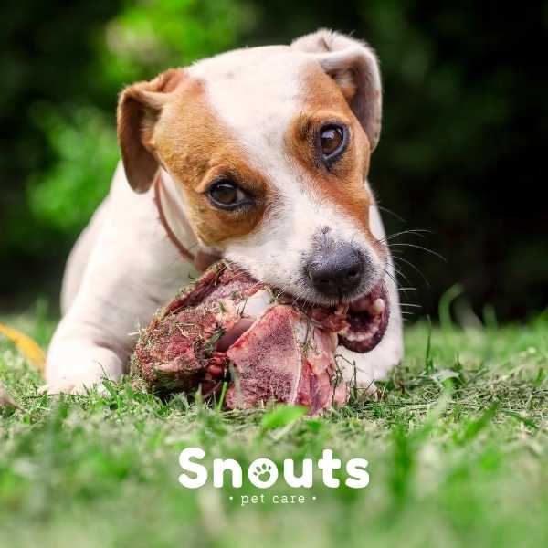 huesos para perros