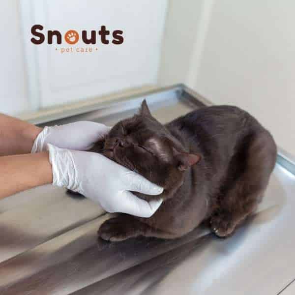 sintomas de bolas de pelo en gatos