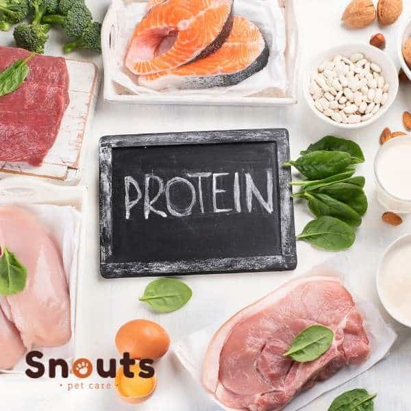 proteina alta en dieta barf