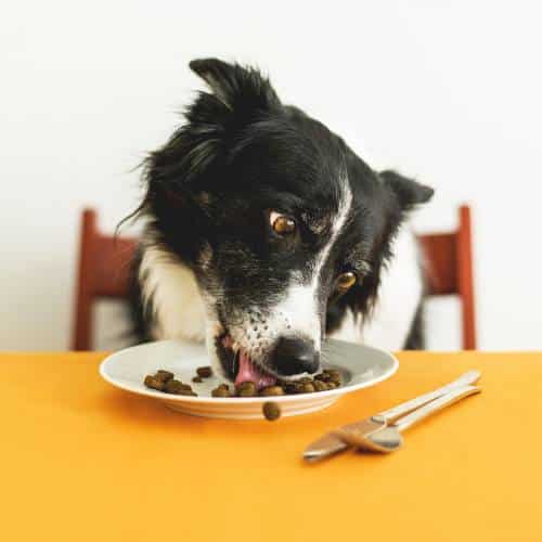 Carbohidratos para perros