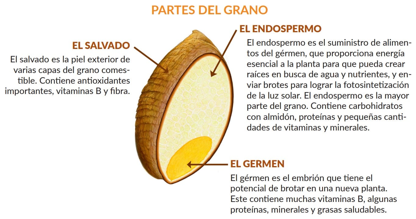 Partes del grano