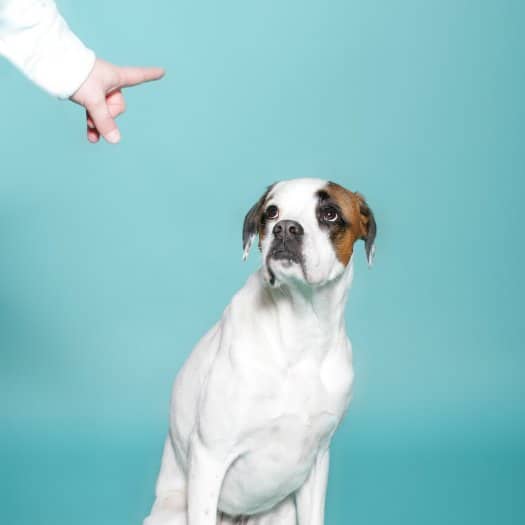 Coprofagia en perros